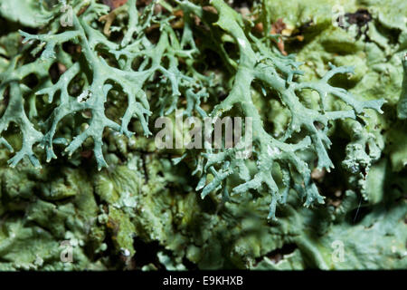 Oak moss (Evernia prunastri) Stock Photo
