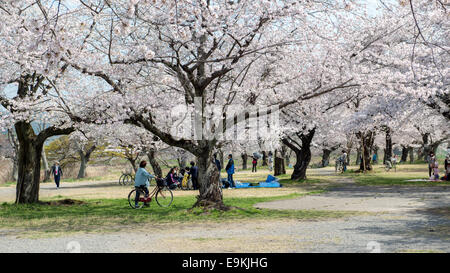 Japanese tourists enjoy cherry blossom during spring in Arashiyama. Stock Photo