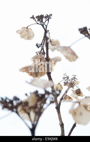 Dead Hydrangea plant in January with snow in the background. Stock Photo