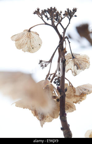 Dead Hydrangea plant in January with snow in the background. Stock Photo