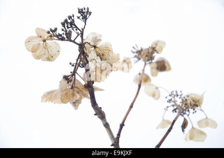 Dead Hydrangea plant in January with snow in the background. Stock Photo