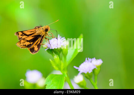 Close up small brown butterfly eating nectar on the flowers of grass in Thailand, Peck's skipper or Polites peckius Stock Photo