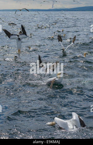 A feeding frenzy as Northern Gannets (Sula bassana; Morus bassanus) dive for chummed fish off Bass Rock in the Firth of Forth. Stock Photo