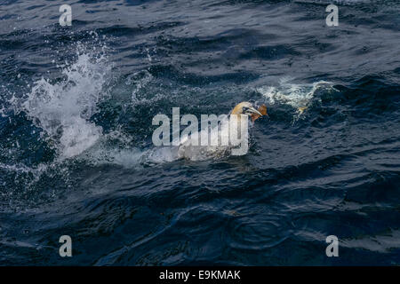 A Northern Gannet (Sula bassana; Morus bassanus) surfaces after diving for chummed fish. Stock Photo