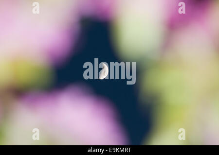 Half moon seen through the blossom of a cherry tree. Stock Photo