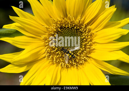 Hoverfly (Helophilus pendulus) on sunflower in front garden, West Sussex, England Stock Photo