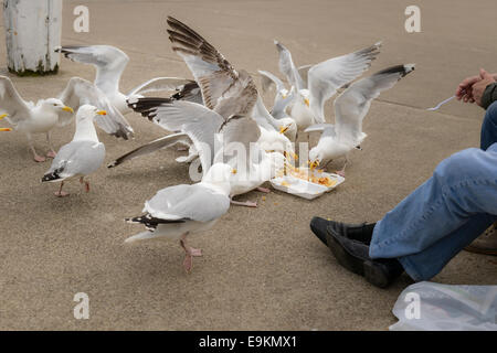 Scavenger, nuisance Herring Gulls (Larus argentatus) eat from a tray of chips (French fries) at a British seaside resort. Stock Photo