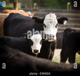 Cattle graze on Hay Bales at Sunrise while Mother and Calf look at the camera Stock Photo