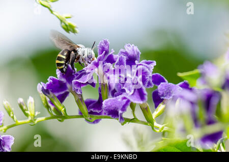 White-Banded Digger Bee (Amegilla quadrifasciata), is a species of bees eating nectar on blue flower taken in Thailand Stock Photo