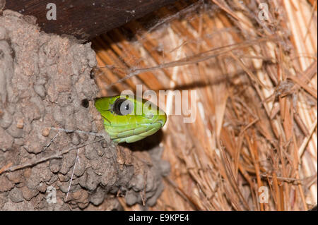 Boomslang, Dispholidus typus, in wasp's nest, Kruger national park, South Africa Stock Photo
