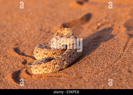 Peringuey's adder (sidewinding adder) (Bitis peringueyi), Namib Desert, Namibia, Stock Photo