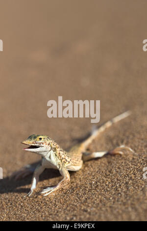 Shovel-snouted lizard (Meroles anchietae), Namib Desert, Namibia, Stock Photo