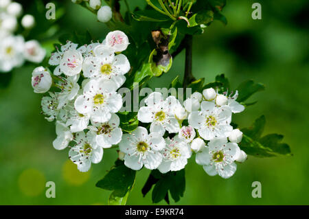 Hawthorn flowers clearly showing the fresh pink stamen taken at Cheshunt, Herts Stock Photo