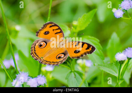 Peacock pansy butterfly (Junonia almana) on top of a bush Stock Photo