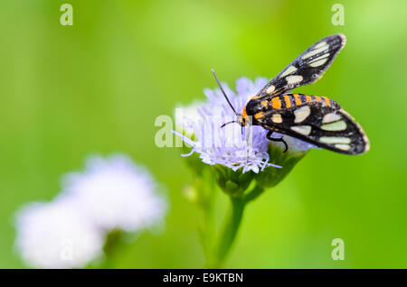 Wasp Moth or Eressa angustipenna, Small butterfly looking for nectar feeding on flower of grass. Stock Photo