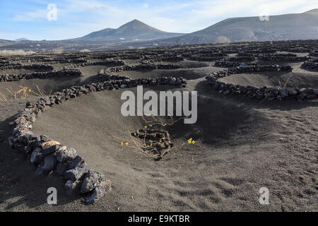 Vines growing in volcanic ash protected by pits and walls called zocos in vineyards of La Geria Lanzarote Canary Islands Spain Stock Photo