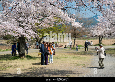 Japanese tourists enjoy cherry blossom during spring in Arashiyama. Stock Photo