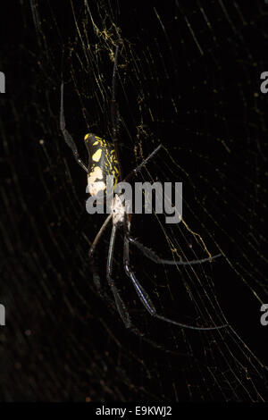 Banded-legged golden orb-web spider (Nephila senegalensis), Phinda private game reserve, South Africa, Stock Photo