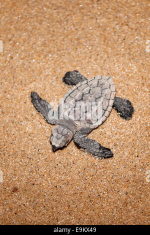Loggerhead turtle hatchling, Caretta caretta, moving from nest to sea at night, Banga Nek, Kwazulu Natal, South Africa Stock Photo