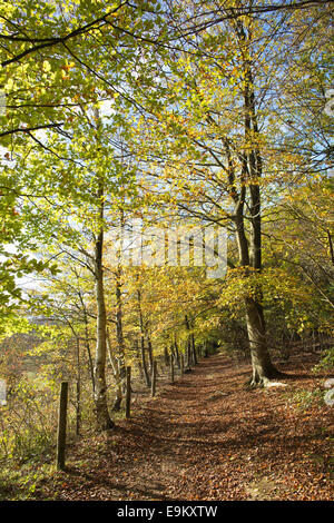 Banstead Wood, Autumn colours, Surrey, England, UK Stock Photo - Alamy