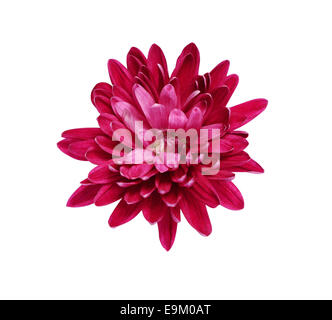 Pink aster isolated on a white background Stock Photo