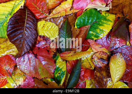 Autumn montage Stock Photo