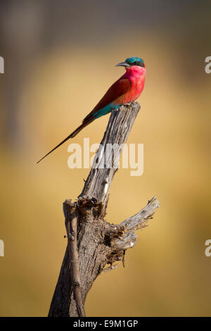 Southern Carmine bee-eater perches on a branch Stock Photo