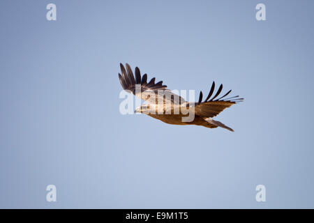 Snake eagle in flight. Stock Photo
