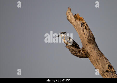 Pied kingfisher sits on a branch waiting for fish Stock Photo
