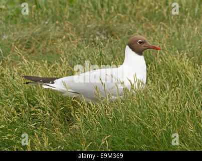 Black headed gull, Chroicocephalus ridibundus, migratory seabird among green grass on Farne Islands England Stock Photo