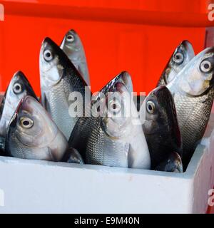 Fresh milkfish for sale in the market Stock Photo