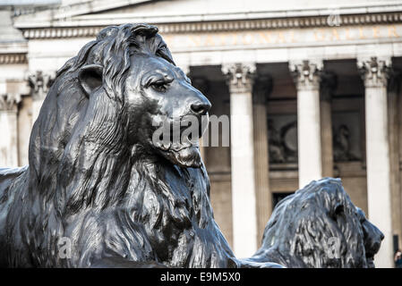 LONDON, United Kingdom — One of the four large bronze lion statues, known as the Landseer Lions, at the base of Nelson's Column in Trafalgar Square, central London. These iconic sculptures, designed by Sir Edwin Landseer, have been a prominent feature of this historic square since their installation in 1867. Stock Photo