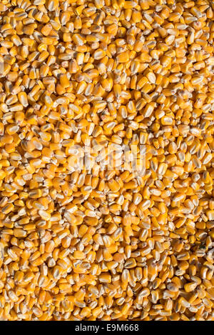 Yellow Corn Kernels Close-up // Close-up view of yellow corn kernels, showcasing the texture and pattern of individual kernels on a corn cob. This image highlights the agricultural importance of corn as a staple crop, widely used in food production, animal feed, and various industries. Stock Photo