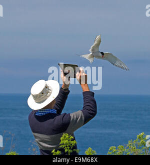 Man using computer tablet to photograph Arctic tern attacking him against background of blue sky & sea on Farne Islands England Stock Photo