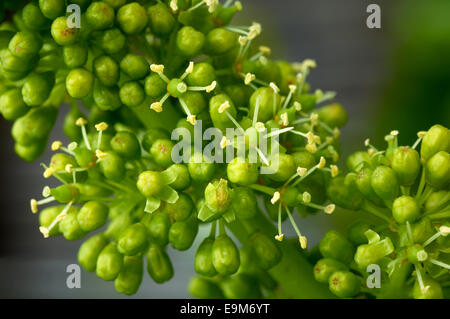 Grape flowers in various stages of flowering Stock Photo