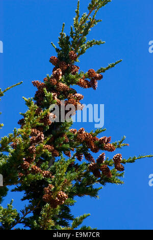 Mountain hemlock cones, Lassen Volcanic National Park, California Stock Photo