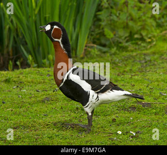 Beautiful rare and threatened red breasted goose, Branta ruficollis with beak open, standing on green grass by reeds of wetlands