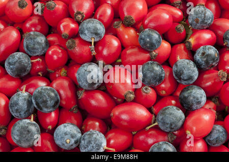 heap of dog rose hips/heps mixed with black thorn berries closeup Stock Photo