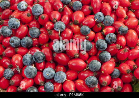 heap of dog rose hips/heps mixed with black thorn berries closeup Stock Photo