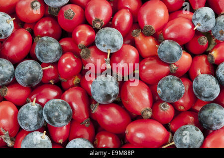 heap of dog rose hips/heps mixed with black thorn berries closeup Stock Photo