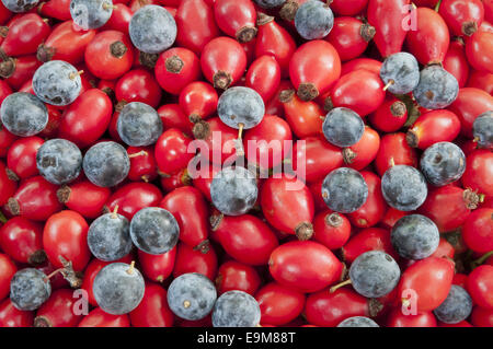 heap of dog rose hips/heps mixed with black thorn berries closeup Stock Photo