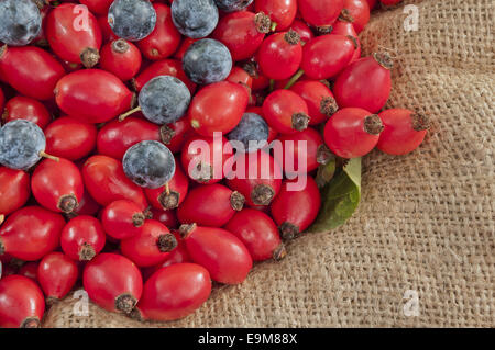 heap of dog rose hips/heps mixed with black thorn berries closeup on jute background Stock Photo