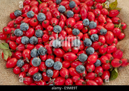 heap of dog rose hips/heps mixed with black thorn berries closeup on jute background Stock Photo