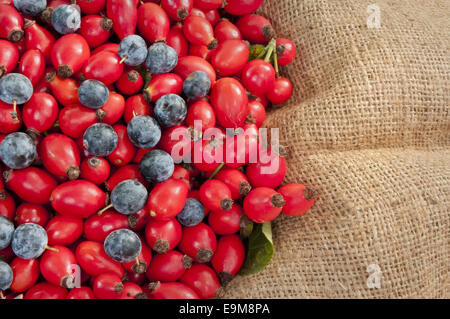 heap of dog rose hips/heps mixed with black thorn berries closeup on jute background Stock Photo