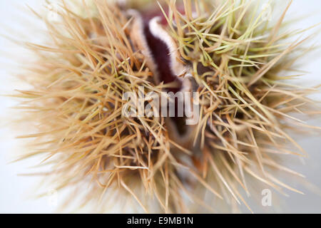 Horse Chestnut Conkers Stock Photo