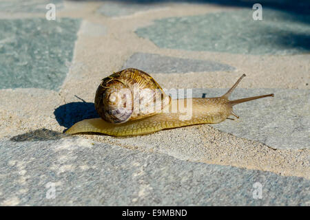 Cute snail crawling on concrete garden path Stock Photo