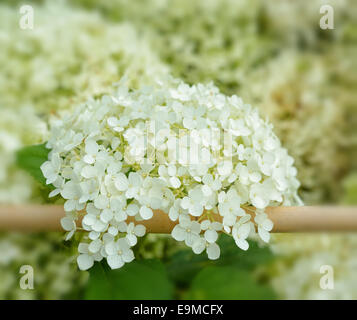 White hydrangea flowers on village fence shallow DOF closeup image Stock Photo