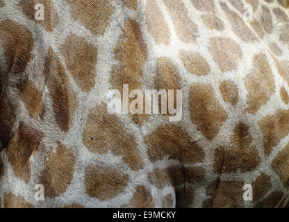 giraffe skin texture Stock Photo