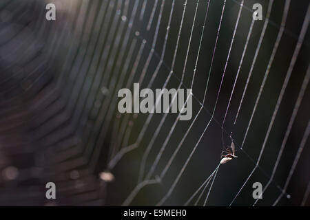 fly trapped in spider web Stock Photo - Alamy