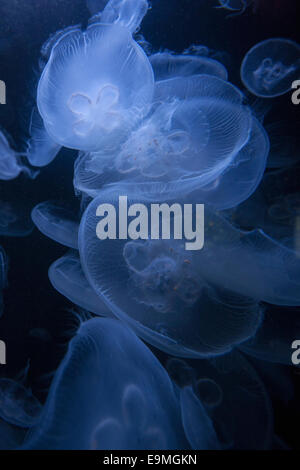 Close-up shot of a jellyfish swimming in the water Stock Photo - Alamy